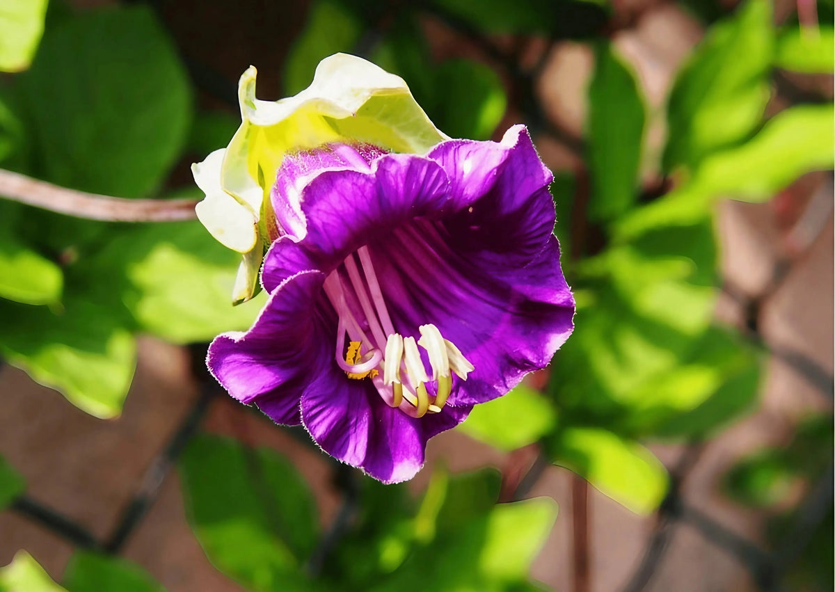 Cobaea scandens Purple – close-up of a purple bell flower with long stamens among leaves