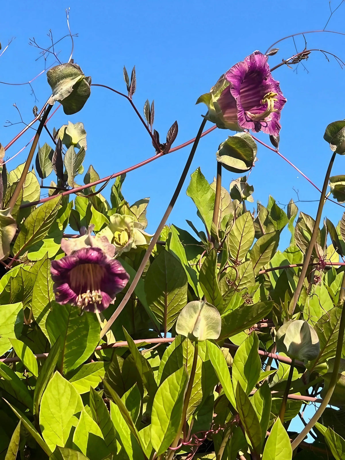 Cobaea scandens Purple climbing with purple bell flowers under a clear blue sky