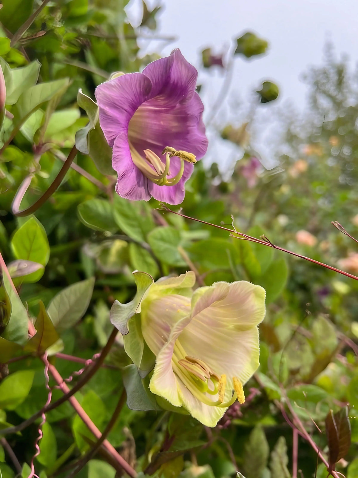 Cobaea scandens Purple – one purple and one pale green bell flower among tendrils