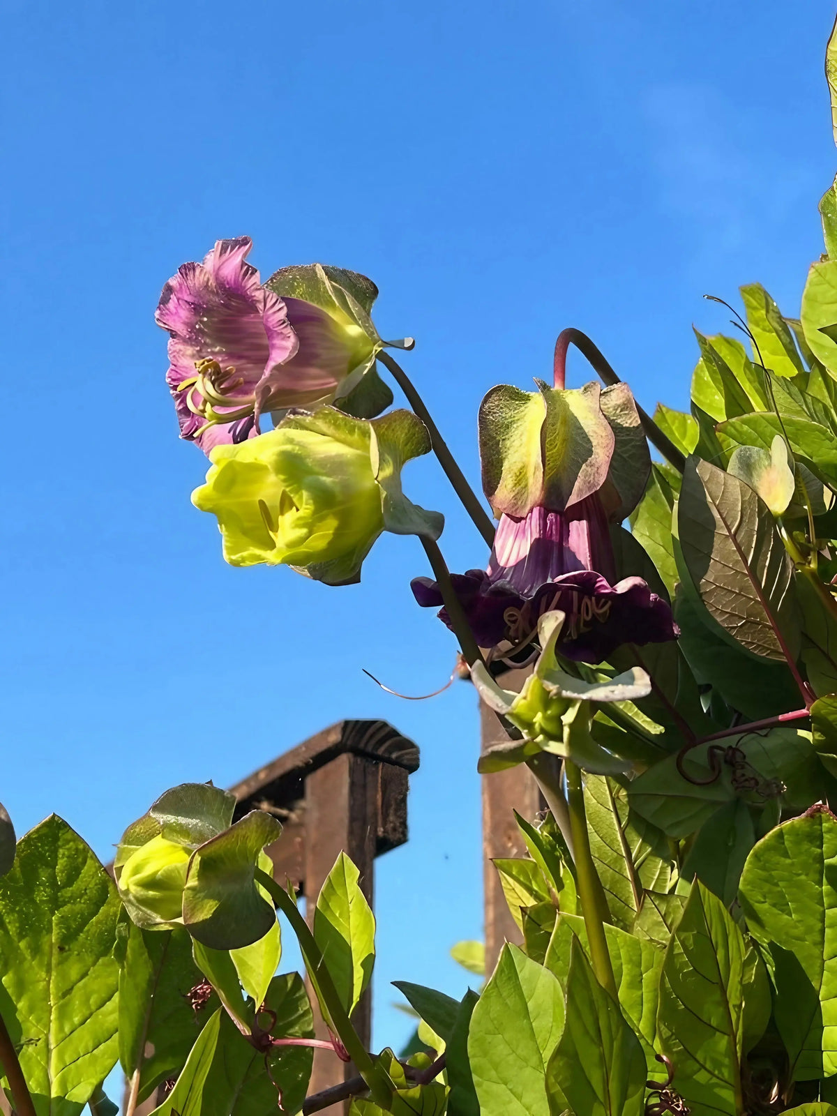Cobaea scandens Purple flowers and leaves with blue sky and a wooden fence behind