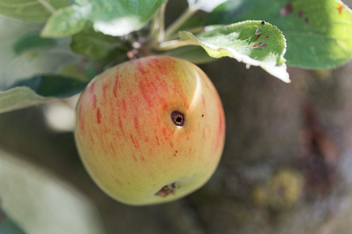 Codling Moth Nematodes – red and green apple on the tree with a small caterpillar entry hole