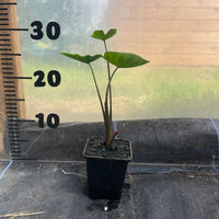 Colocasia Tea Cups