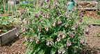 Comfrey with clusters of purple flowers growing in a garden plot