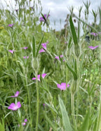 Corncockle – tall green stems and narrow leaves with small purple flowers