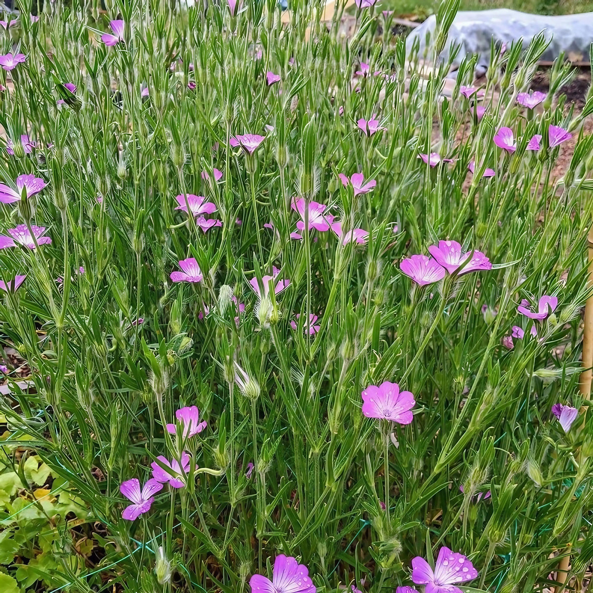 Corncockle – tall stems with clusters of bright pink flowers in a garden