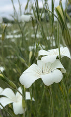 Corncockle Bianca – white blooms, pale green stems and buds in a field