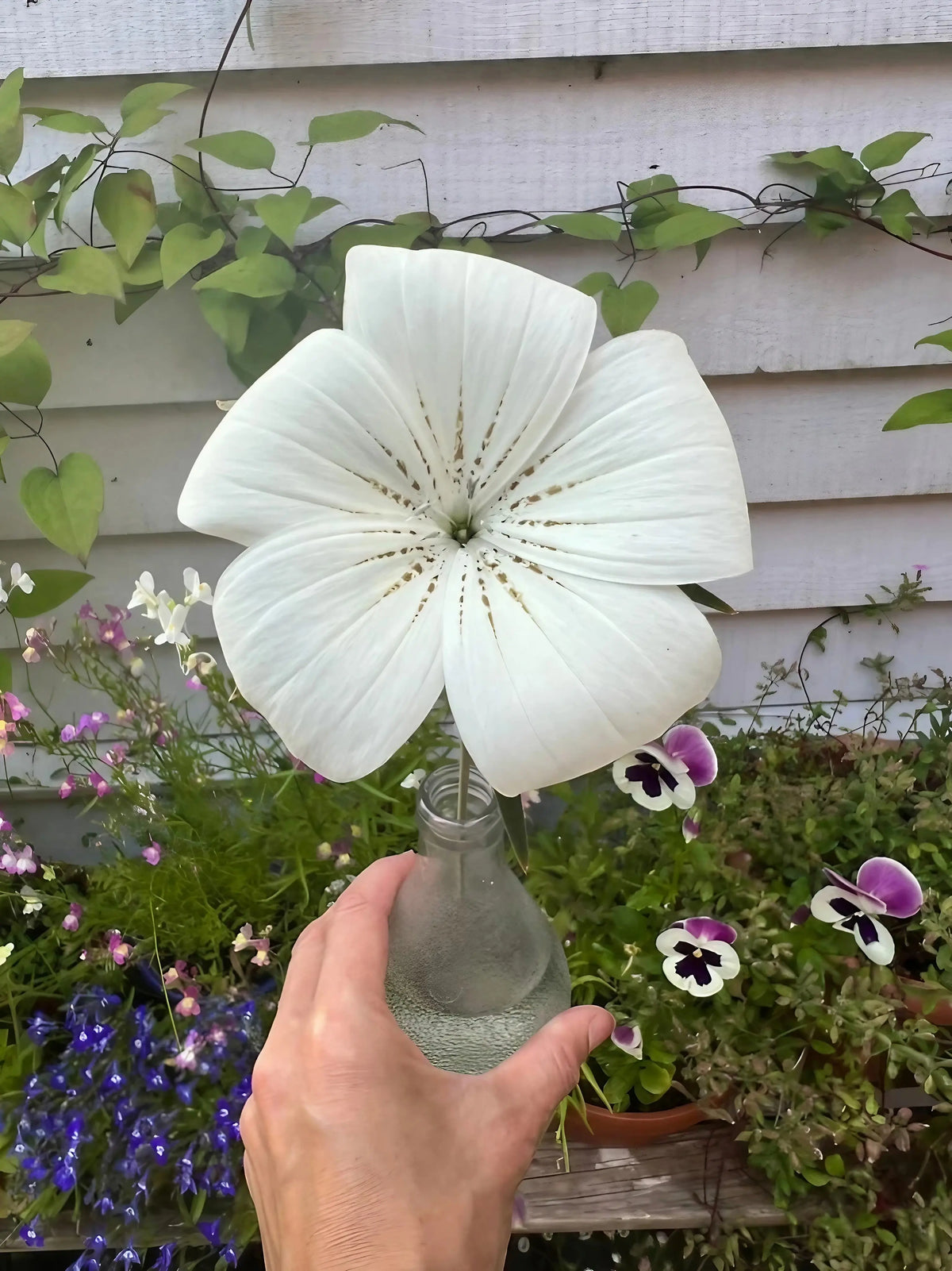 Hand holding a glass bottle with a Corncockle Bianca bloom among garden flowers