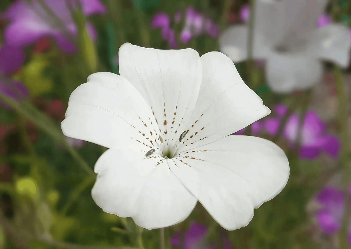 Corncockle Bianca – single white flower with small brown speckles on the petals