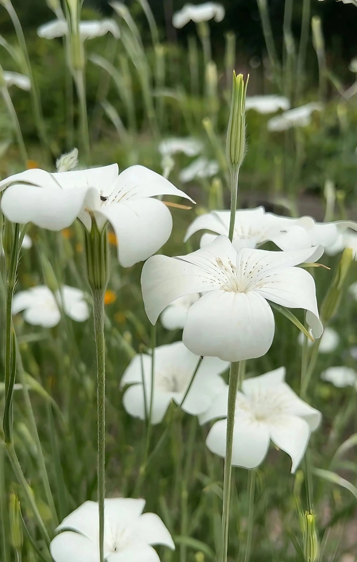 Corncockle Bianca – white flowers with curved petals on long green stems