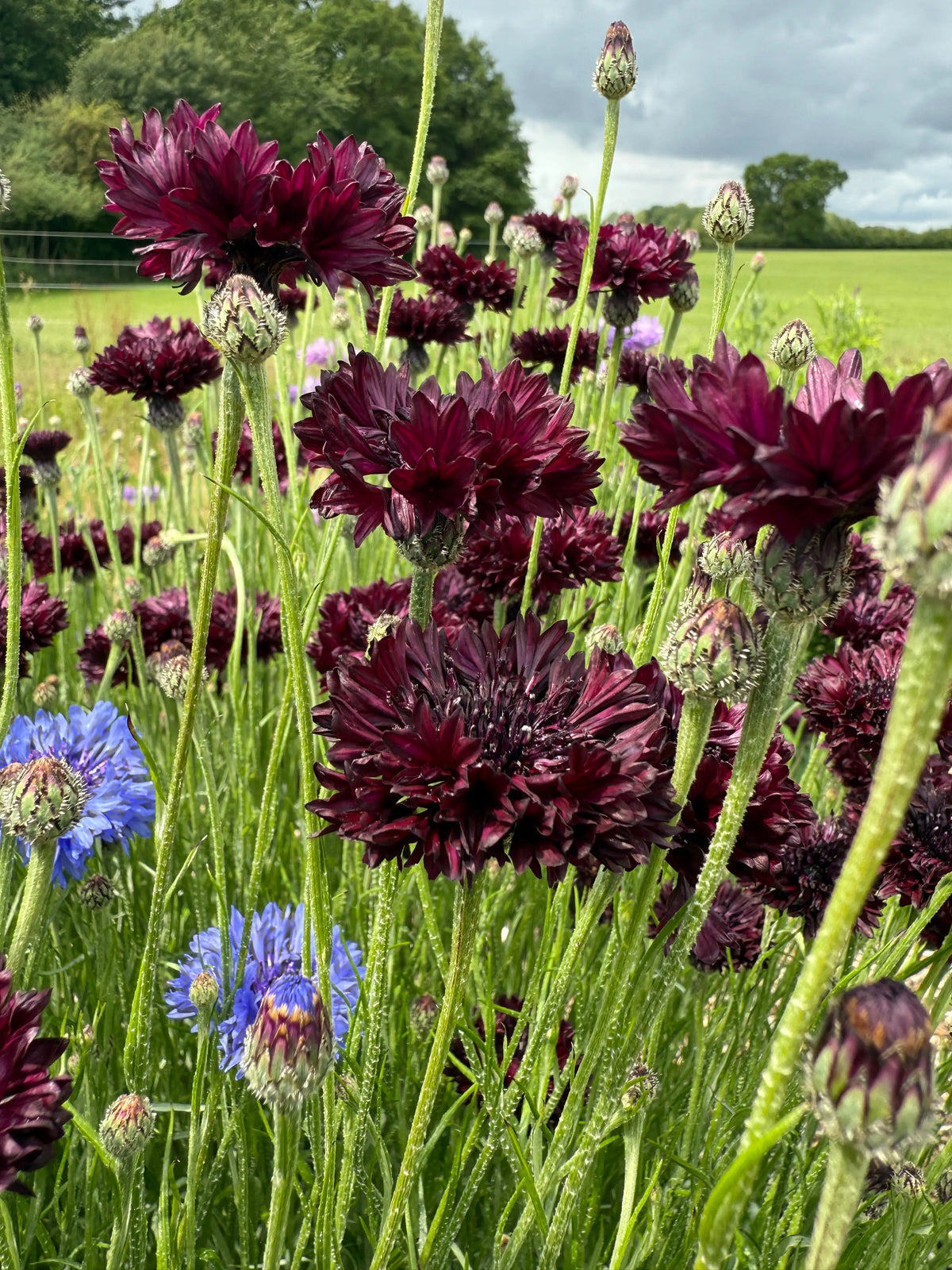 Cornflower Black Ball – dark purple blooms on green stems