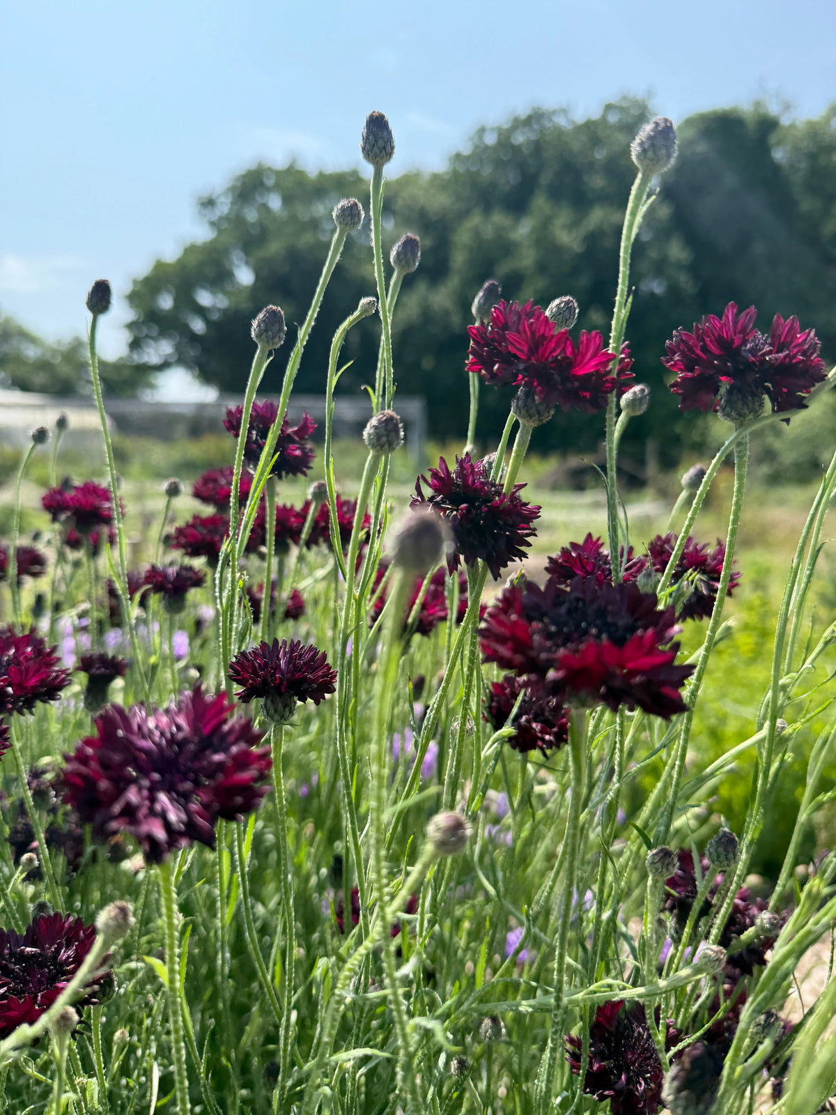 Cornflower Black Ball – clusters of dark purple blooms on tall green stems