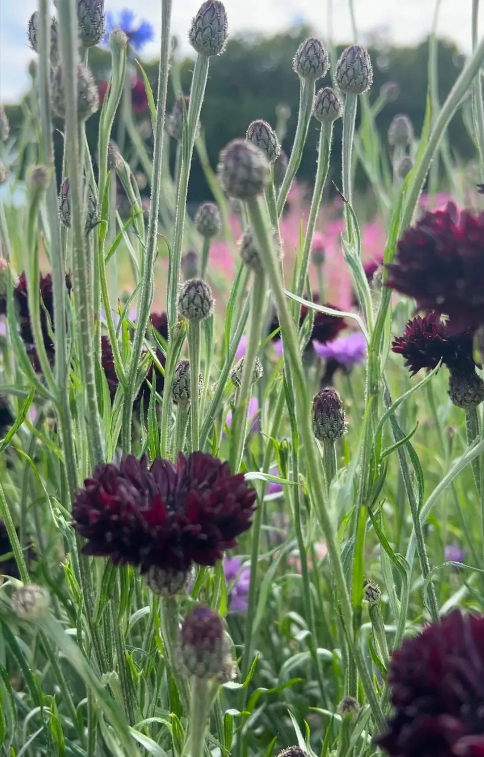 Cornflower Black Ball – dark burgundy flowers with tall stems and buds