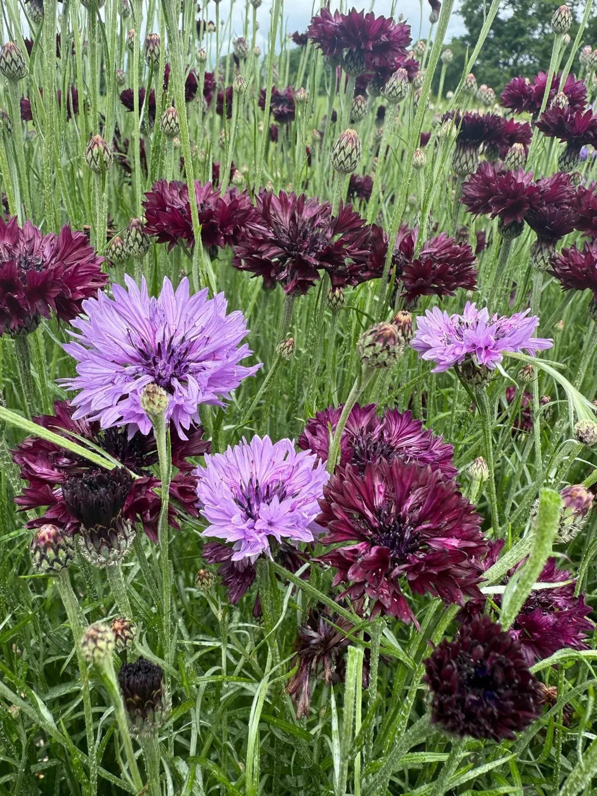 Cornflower Black & Mauve Mix (Centaurea cyanus) – light purple and deep burgundy flowers in a field