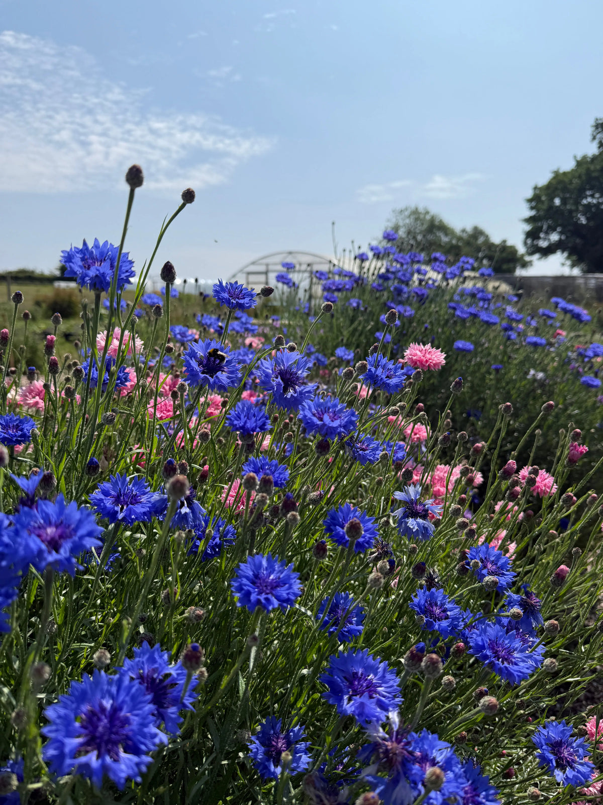 Field of Cornflower Blue Ball in flower with trees and a white greenhouse behind