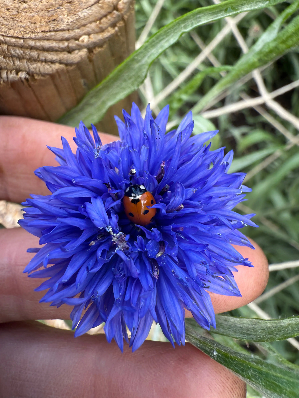 Hand holding a Cornflower Blue Ball bloom with a ladybird in its centre