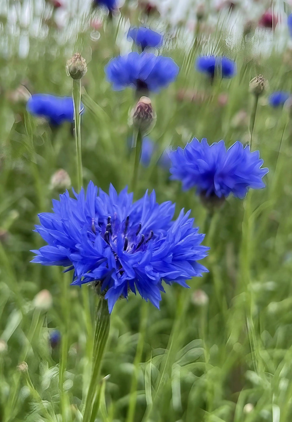 Cornflower Blue Ball – bright blue blooms standing out among green stems