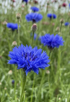 Cornflower Blue Ball – bright blue blooms standing out among green stems