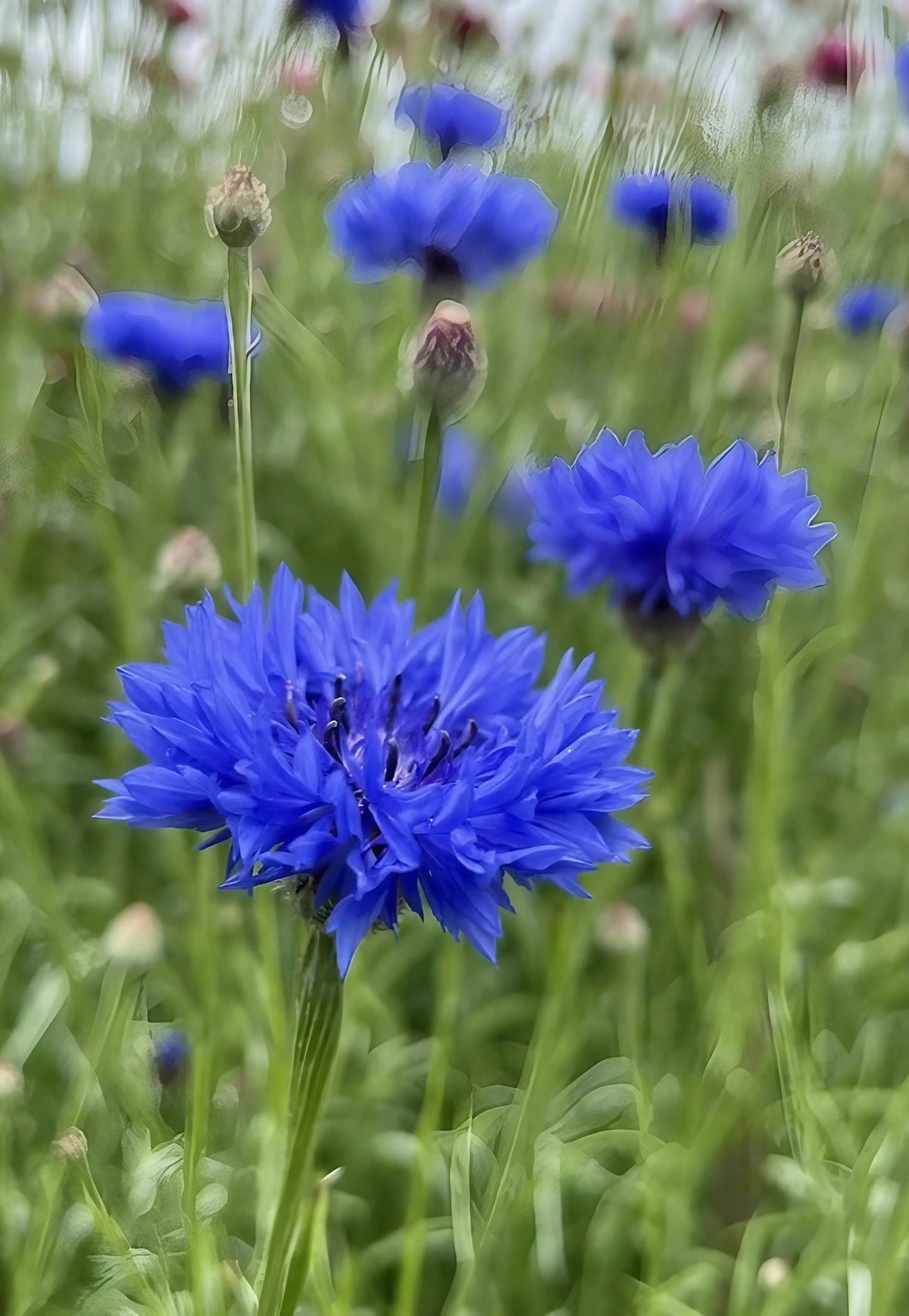 Cornflower Blue Ball – bright blue blooms standing out among green stems