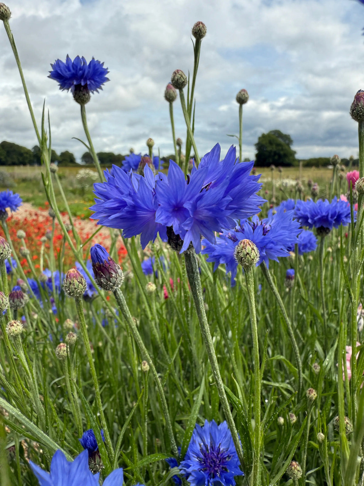 Cornflower Blue Ball – bright blue flowers visited by bees among wildflowers