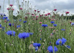Cornflower Blue Ball – blue blossoms on green stems filling a meadow
