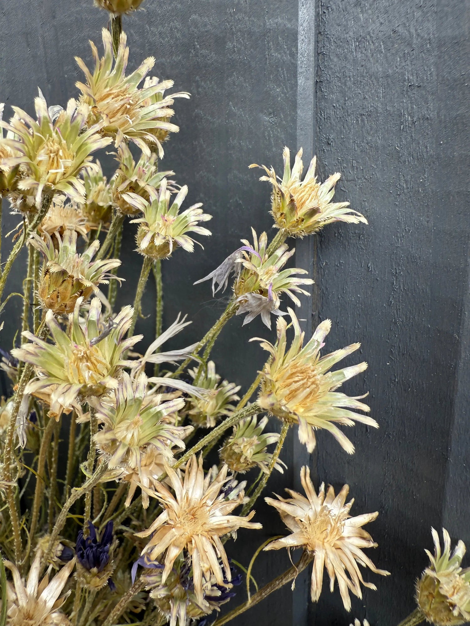 Cornflower Dried - Bishy Barnabees Cottage Garden Ltd