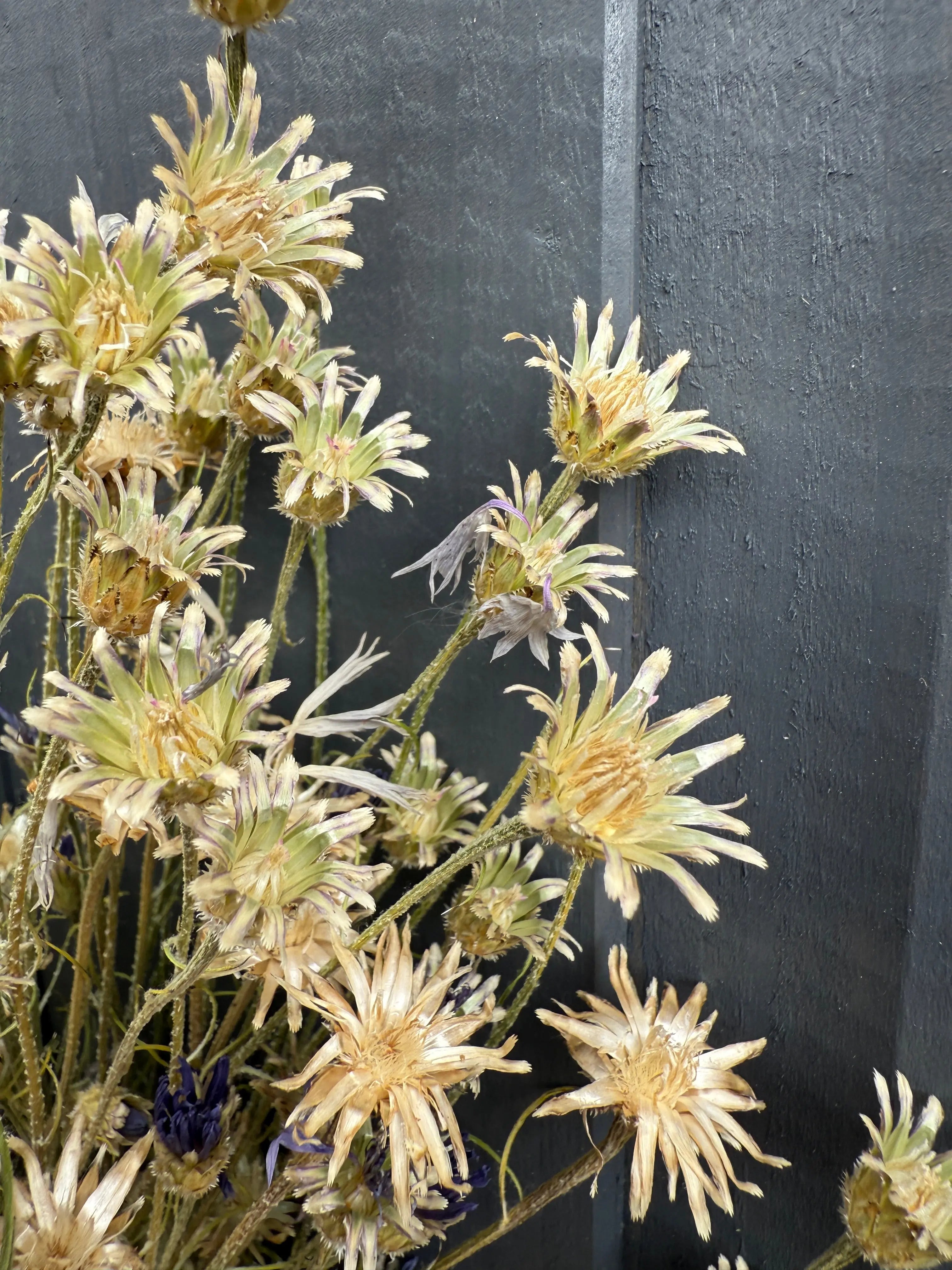 Cornflower Dried - Bishy Barnabees Cottage Garden Ltd