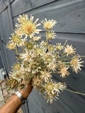 A hand holds a bunch of Cornflower Dried by Bishy Barnabees Cottage Garden Ltd, featuring spiky pale yellow and beige petals, in front of a dark gray wooden fence.