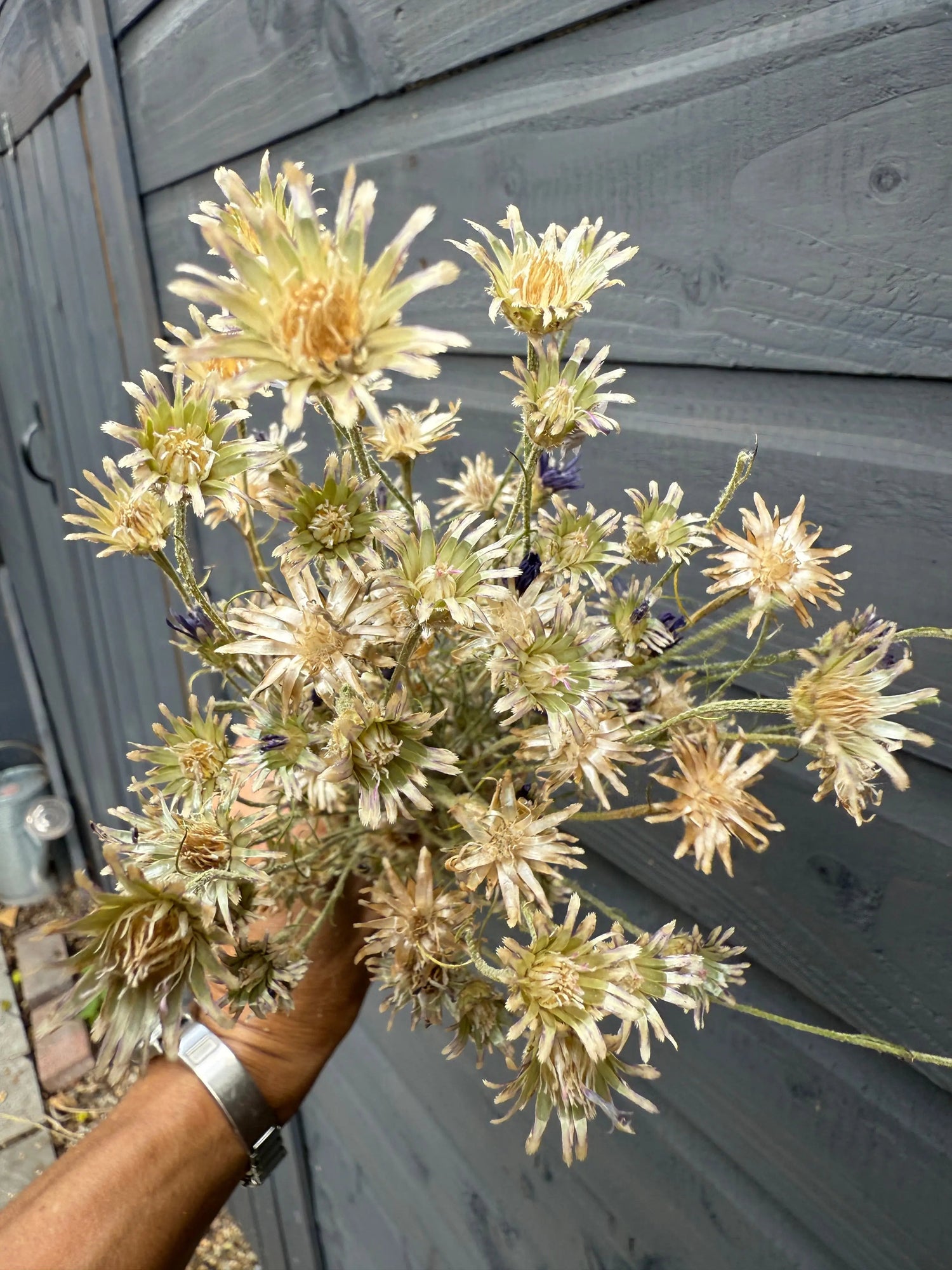 Cornflower Dried - Bishy Barnabees Cottage Garden Ltd