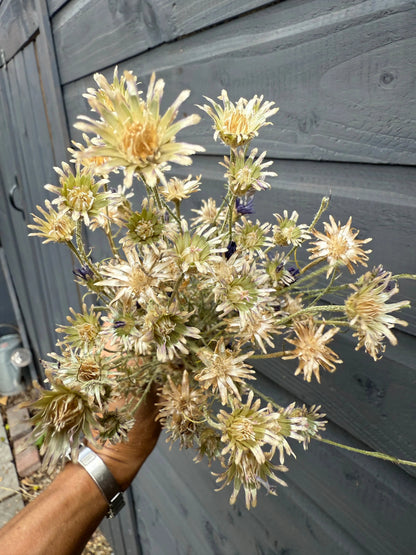Cornflower Dried - Bishy Barnabees Cottage Garden Ltd
