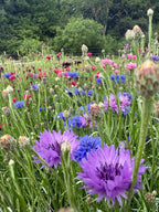 Cornflower Mauve Boy in a meadow of purple, mauve and blue flowers