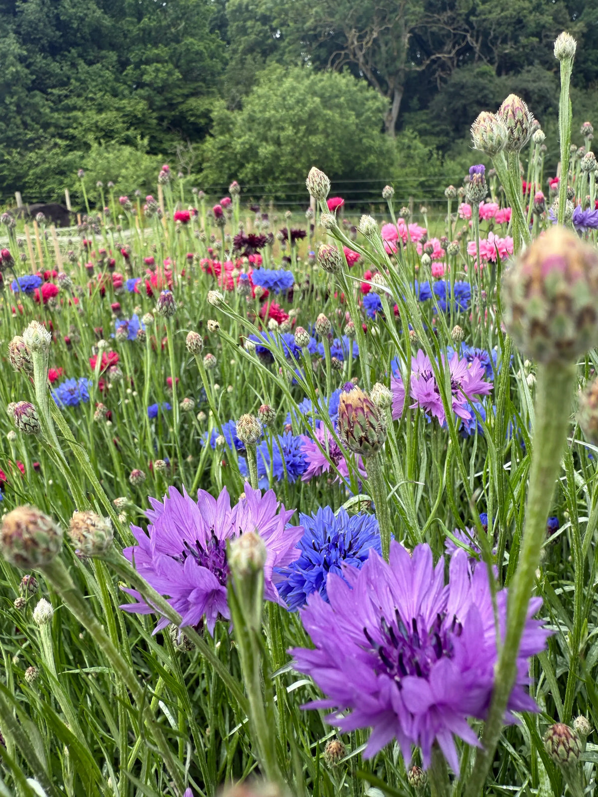 Cornflower Mauve Boy in a meadow of purple, mauve and blue flowers