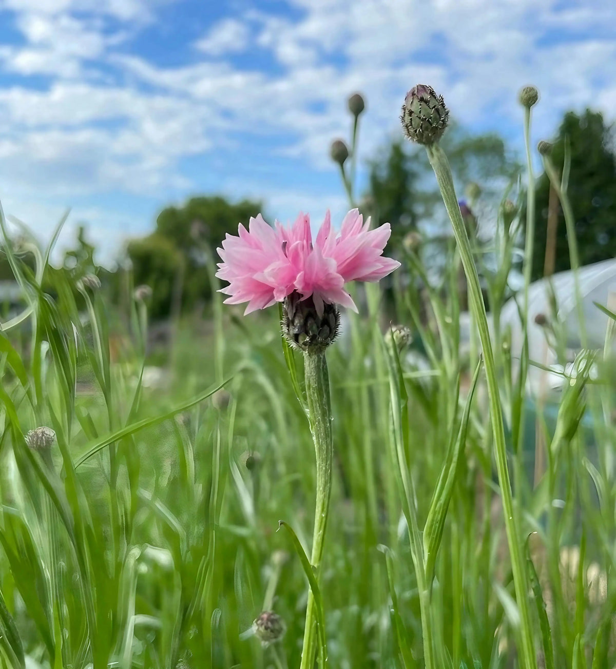 Cornflower Pink Ball bloom and buds among tall grass under a partly cloudy sky