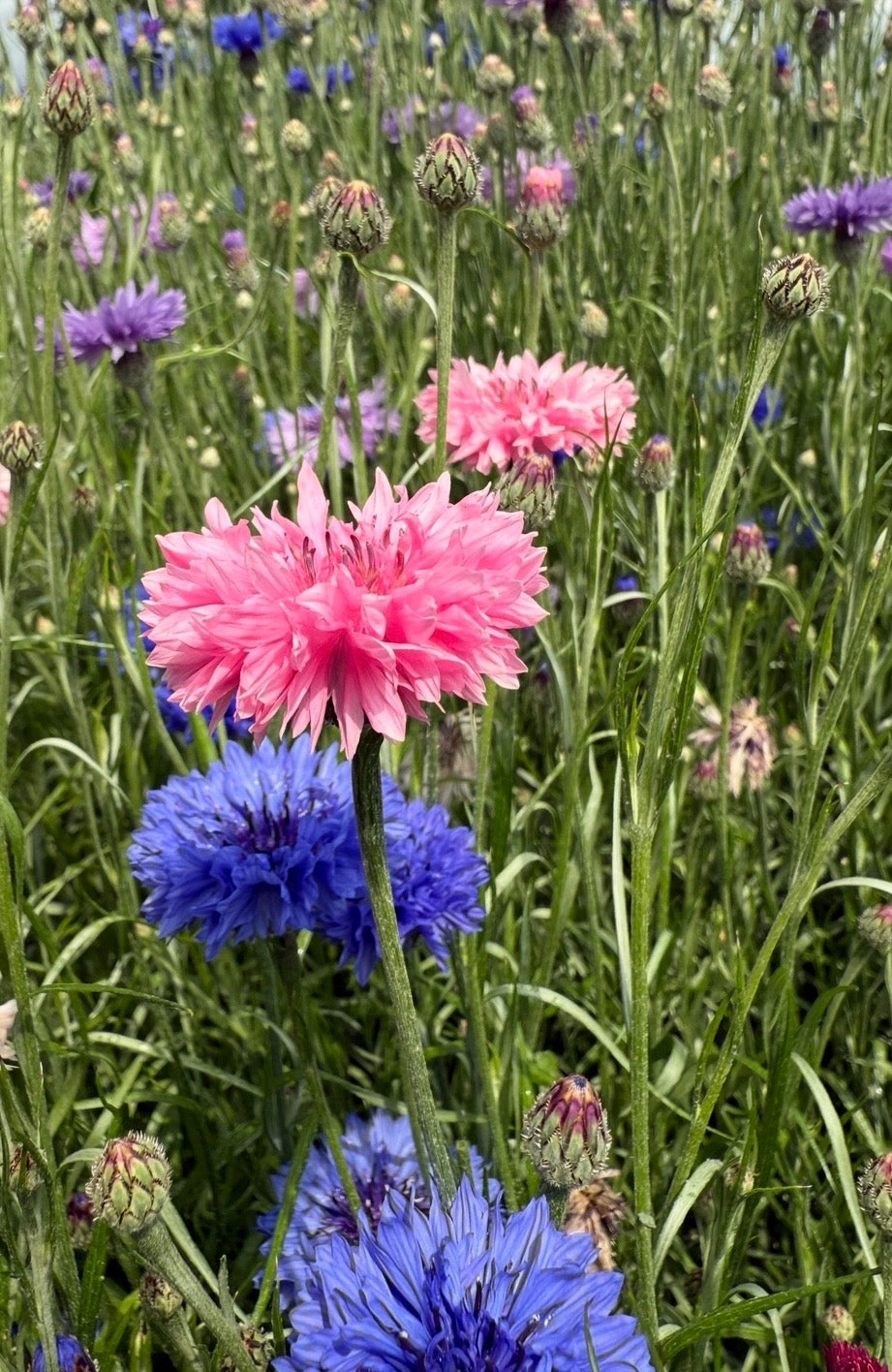 Cornflower Pink Ball – pink blooms with some blue on green stems in a cottage garden