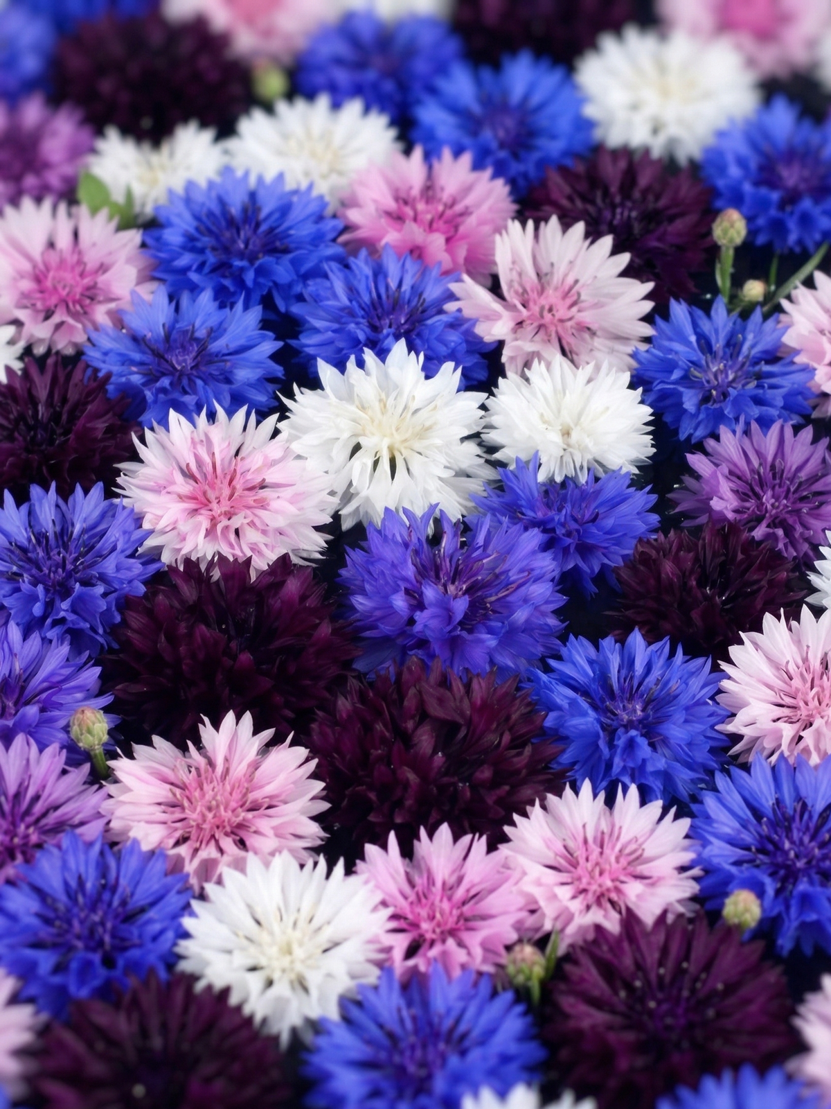 Cornflower Polka Dot Mixed (Centaurea cyanus) – dense blue, purple, pink and white blooms