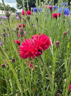Cornflower Red Boy – red and carmine-pink blooms with a few blue flowers