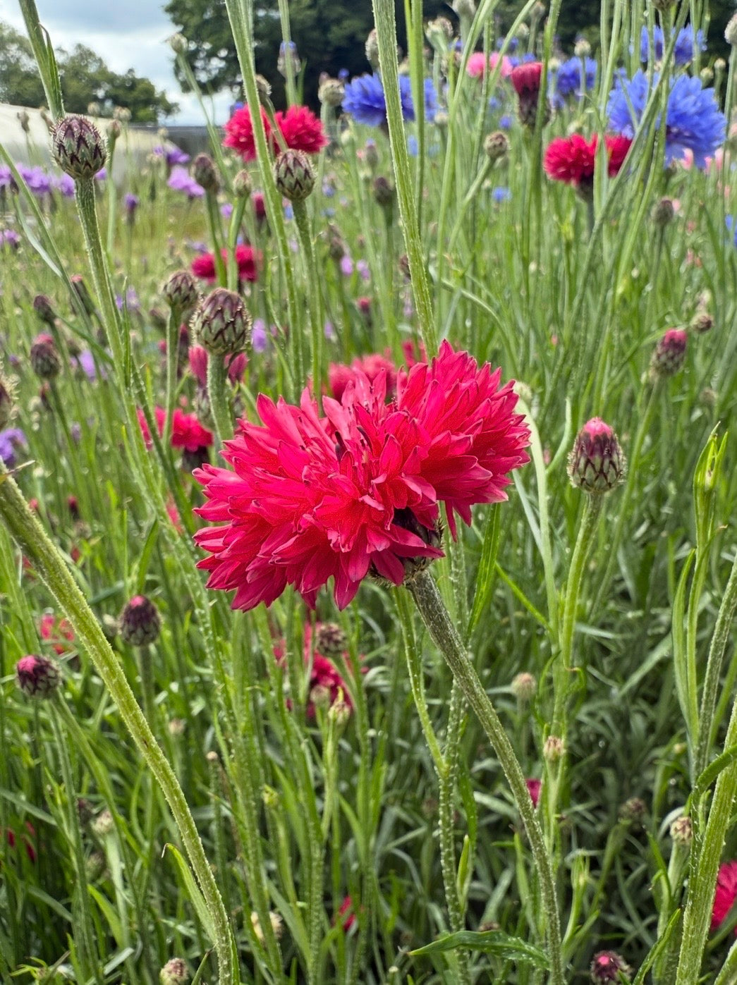 Cornflower Red Boy – red and carmine-pink blooms with a few blue flowers