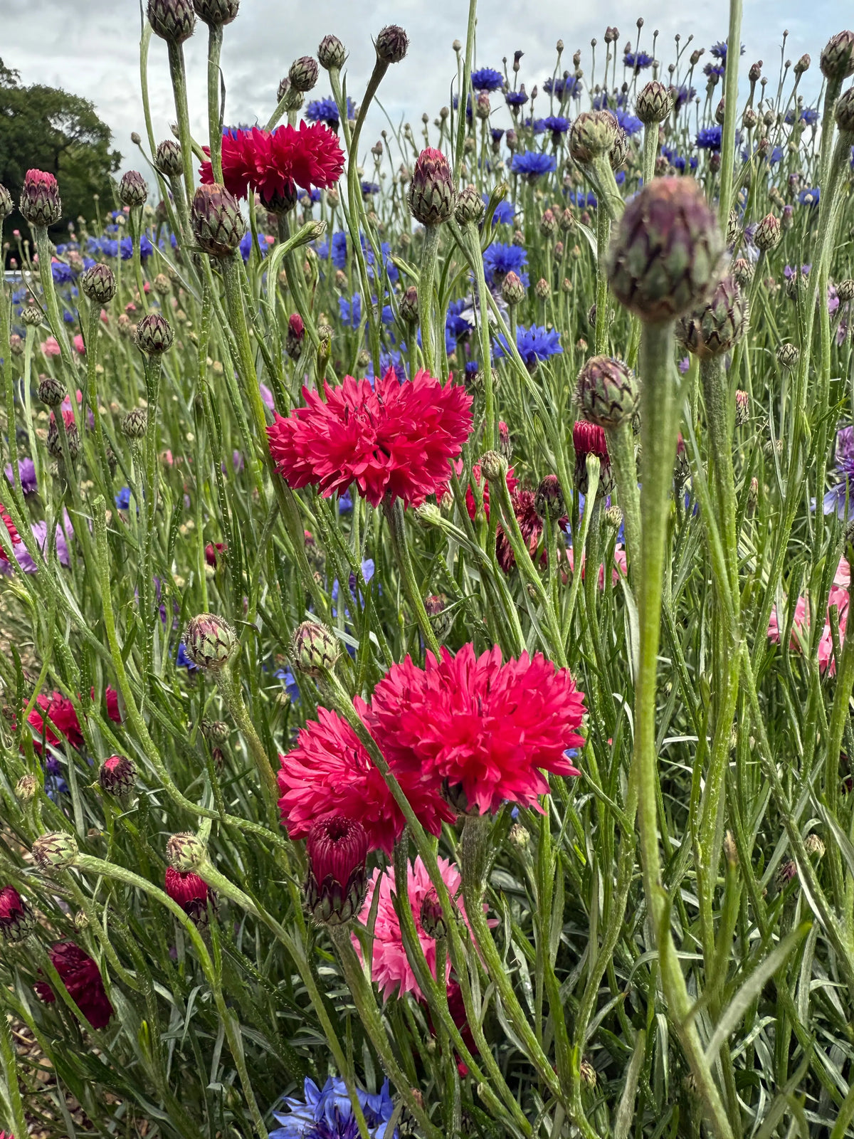 Field of Cornflower Red Boy with carmine-pink, red and purple flowers