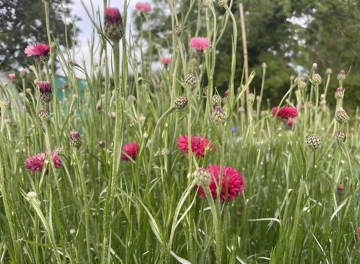 Cornflower Red Boy – round fluffy carmine-pink flowers among tall grass