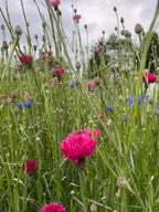 Cornflower Red Boy – carmine-pink flowers scattered through a wildflower patch