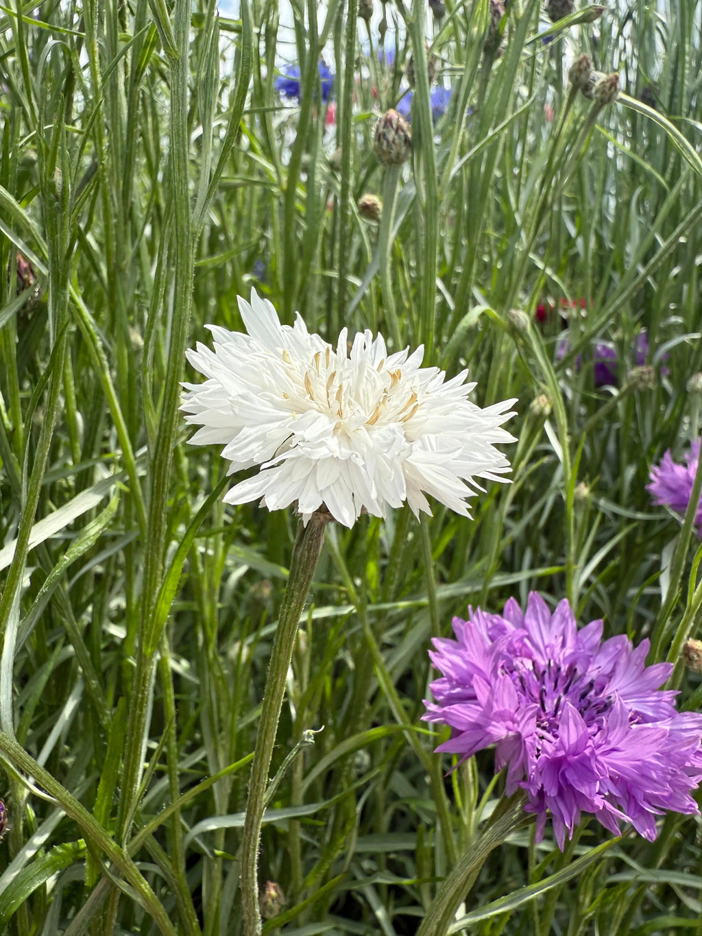 A close-up of Cornflower Snowman by Bishy Barnabees Cottage Garden shows white and purple double blooms among tall green grass, evoking the charm of a cottage garden with softly blurred wildflowers in the background.
