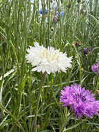 A close-up of Cornflower Snowman by Bishy Barnabees Cottage Garden shows white and purple double blooms among tall green grass, evoking the charm of a cottage garden with softly blurred wildflowers in the background.
