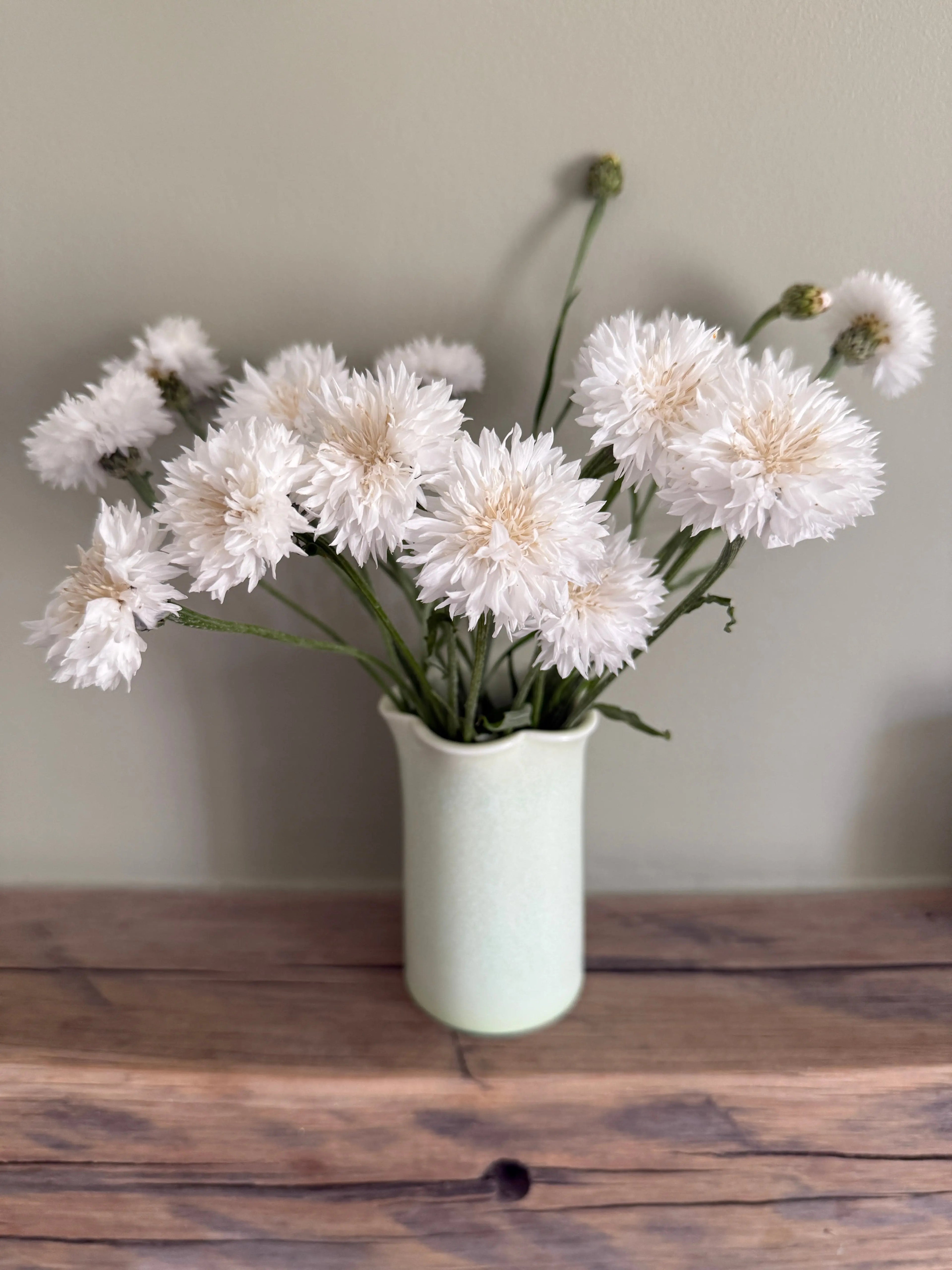 Cornflower Snowman - Bishy Barnabees Cottage Garden Ltd