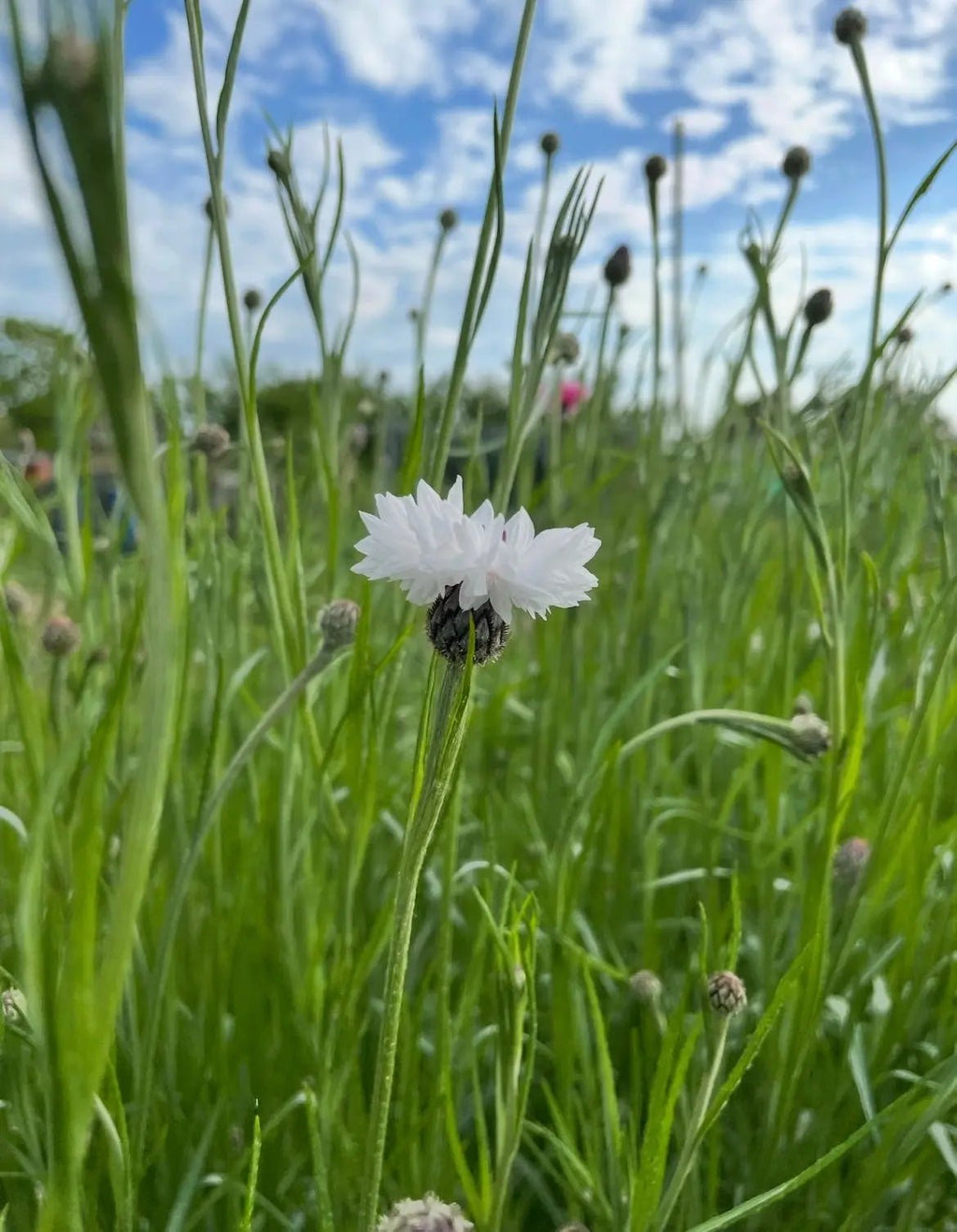 A close-up of a Cornflower Snowman bloom from Bishy Barnabees Cottage Garden, showcasing its white petals amid green grass and buds under a partly cloudy blue sky.