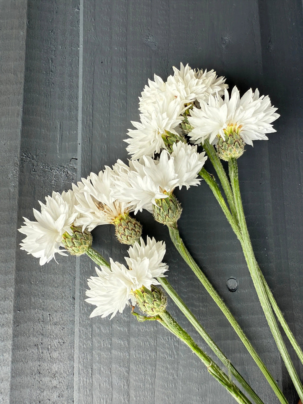 Six Cornflower Snowman stems from Bishy Barnabees Cottage Garden, featuring ruffled double white blooms and green stems, are arranged diagonally on a dark gray wooden surface with visible buds and leaves.