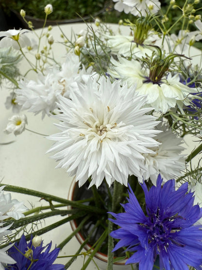Cornflower Snowman - Bishy Barnabees Cottage Garden Ltd