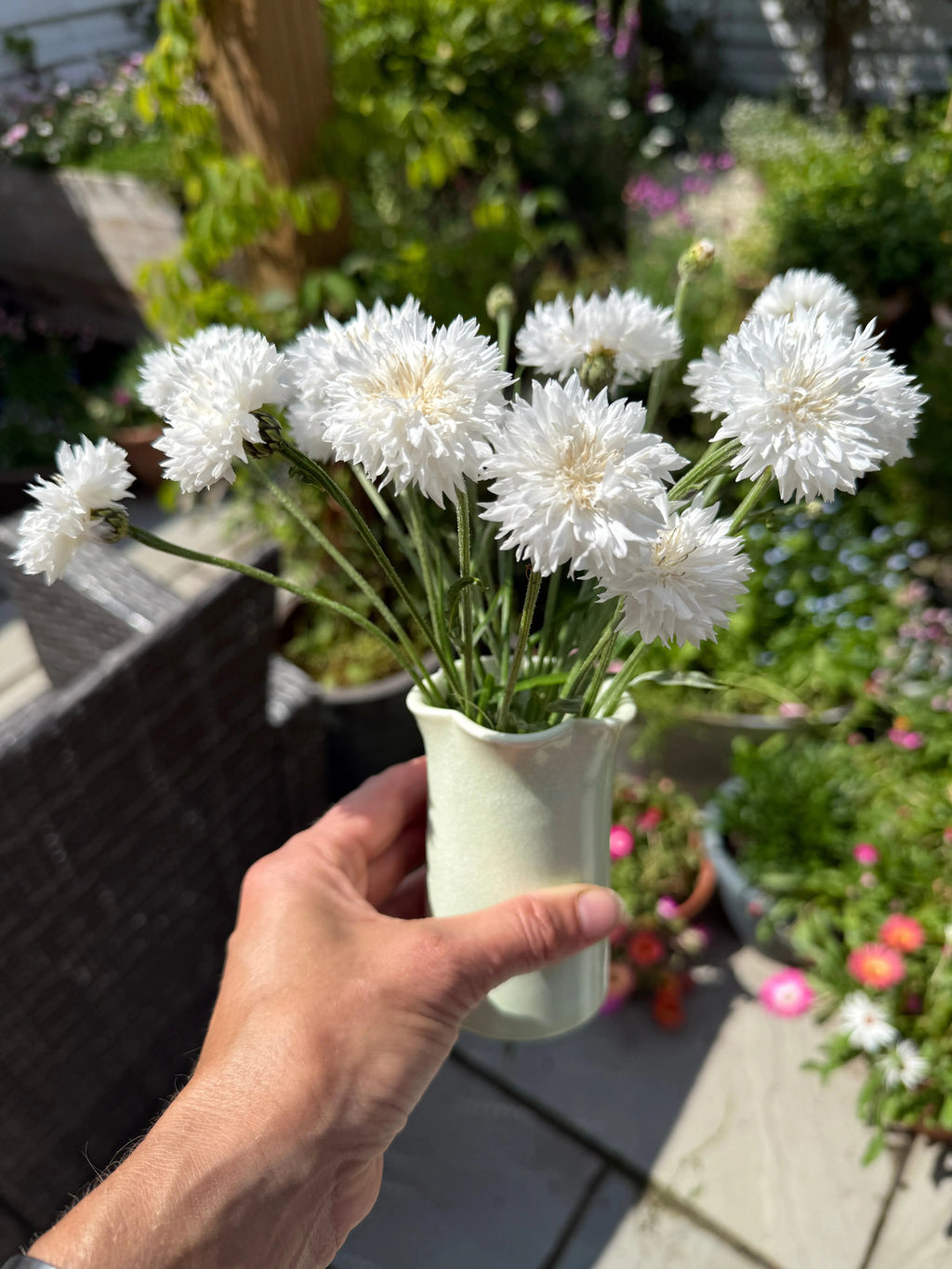 A hand holds Bishy Barnabees Cottage Garden’s Cornflower Snowman, a small white vase filled with double blooms, outdoors on a sunny patio surrounded by green plants and colorful cottage garden flowers.