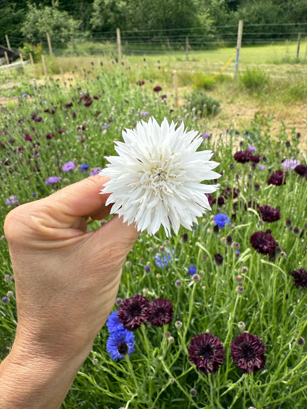 A hand holds a 'Cornflower Snowman' from Bishy Barnabees Cottage Garden before a field of double-bloom cornflowers in purple, blue, and white—a charming cottage garden framed by fence and distant trees.