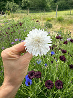 A hand holds a 'Cornflower Snowman' from Bishy Barnabees Cottage Garden before a field of double-bloom cornflowers in purple, blue, and white—a charming cottage garden framed by fence and distant trees.