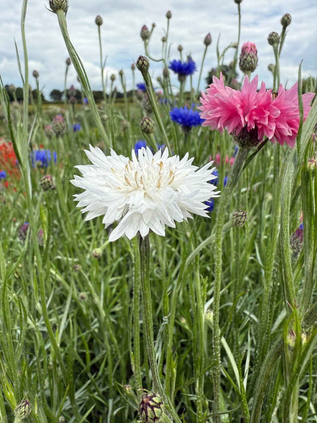 A close-up of Bishy Barnabees Cottage Garden’s Cornflower Snowman with double white blooms, pink and blue cornflowers, and green stems in a wildflower meadow beneath a partly cloudy sky.