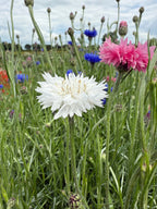 A close-up of Bishy Barnabees Cottage Garden’s Cornflower Snowman with double white blooms, pink and blue cornflowers, and green stems in a wildflower meadow beneath a partly cloudy sky.